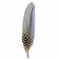 Hutfeder by Stetson - CHF 2.95